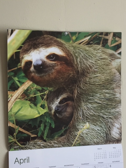 Sloth April calendar